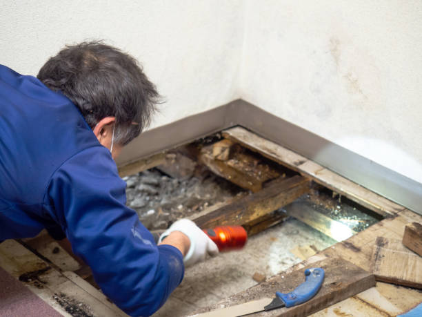 Mold Testing and Removal in Cramerton, NC