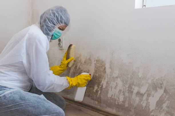Best Mold Damage Repair  in Cramerton, NC
