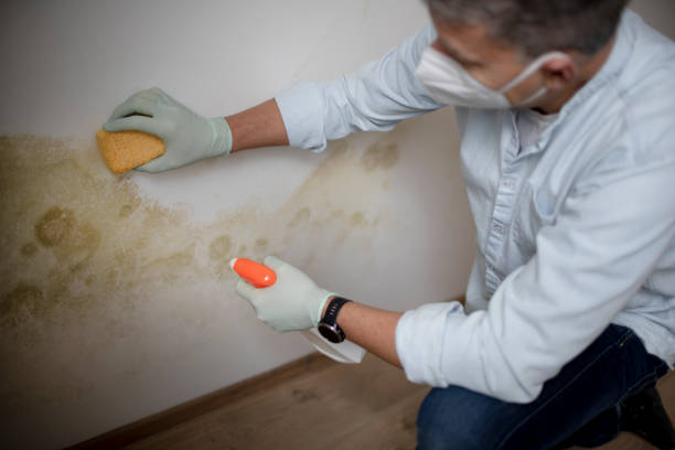 Office Mold Removal Services in Cramerton, NC