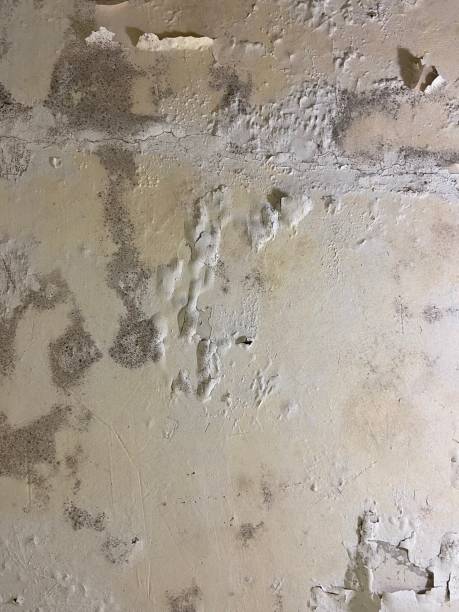 Best Mold Testing  in Cramerton, NC